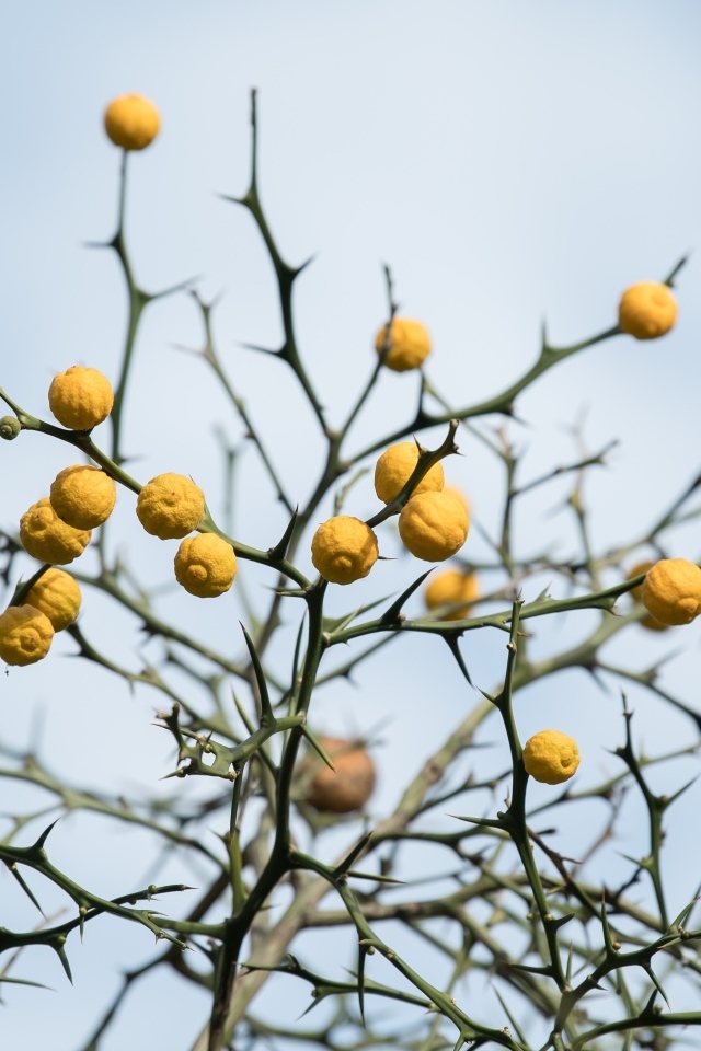 Желтые лимоны на ветках дерева на фоне неба