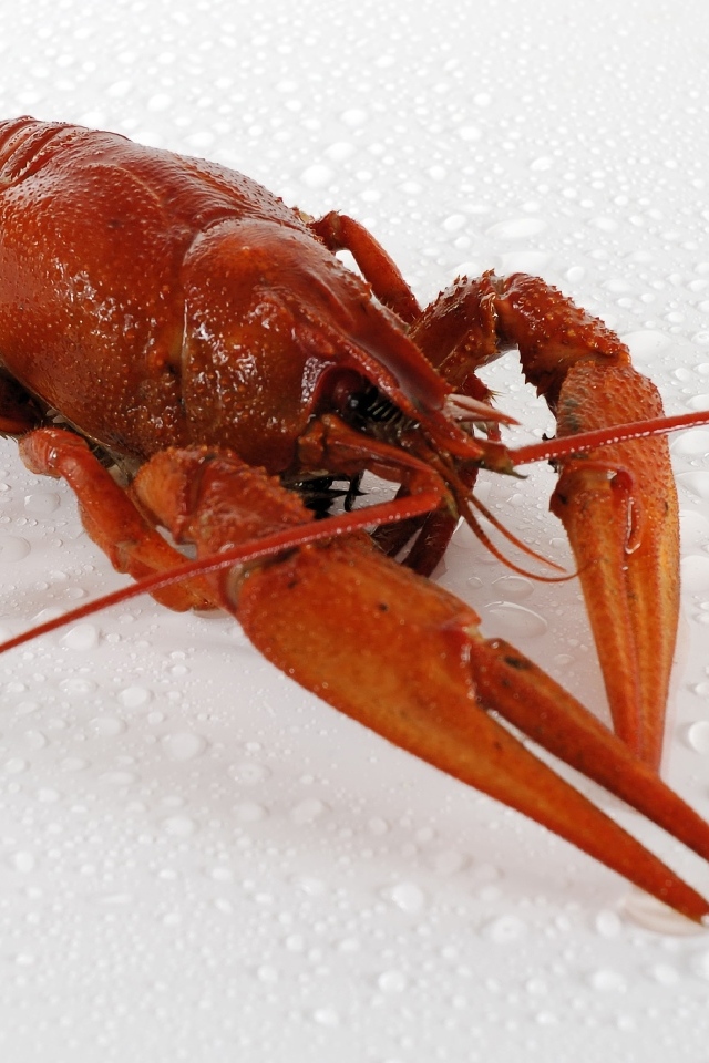 Красный вареный рак на мокрой белой поверхности