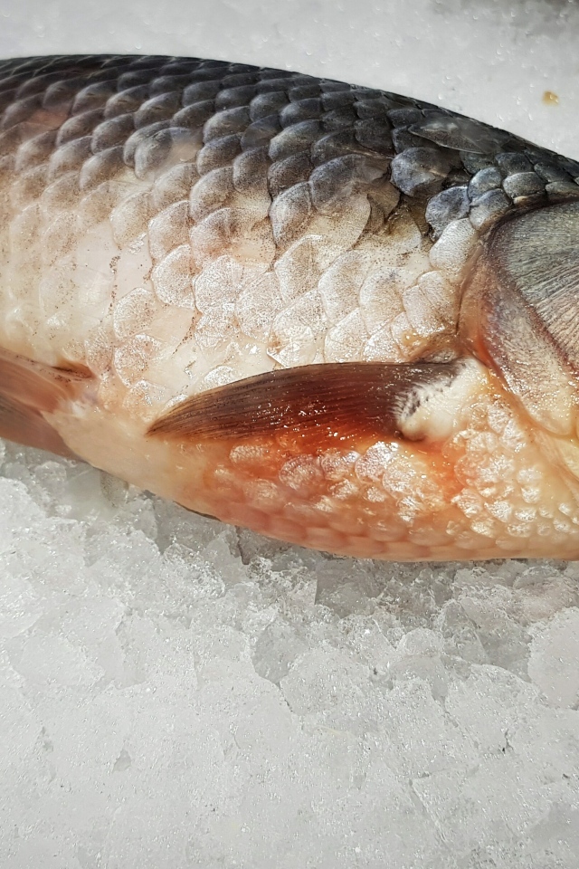 Карась лежит на мелком льду