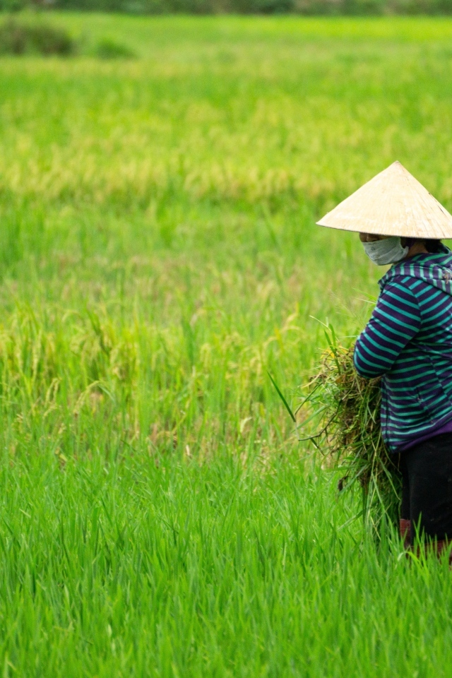 Женщина фермер с зелеными растениями в руках