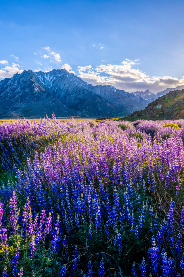 Яркое солнце над горами светит на поле с люпинами