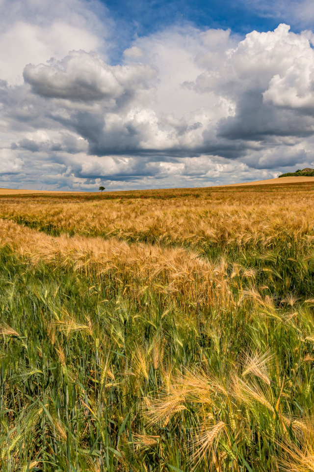 Пшеничное поле под густыми белыми облаками в небе