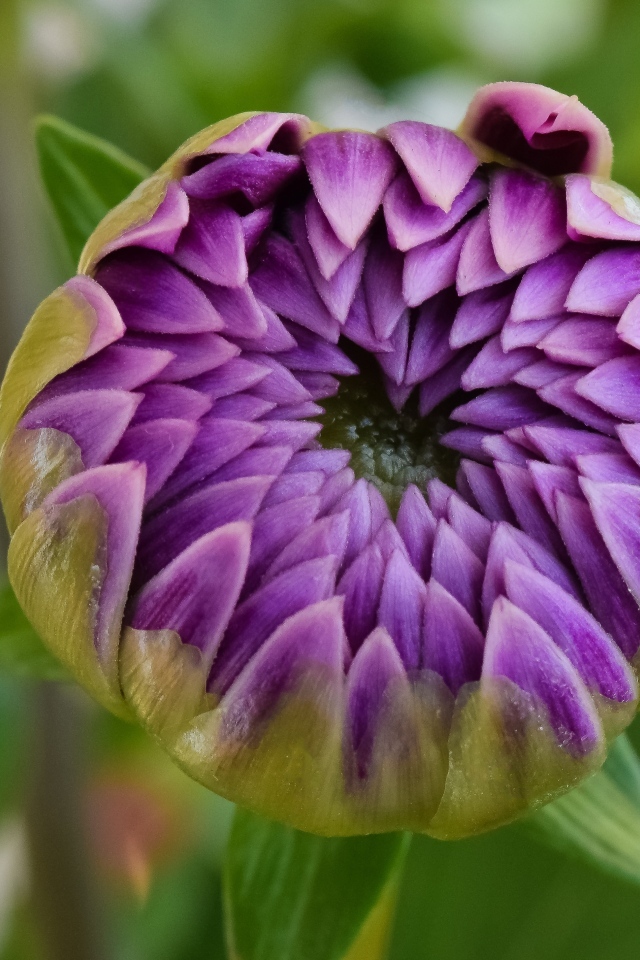 Распускающийся цветок сиреневой георгины