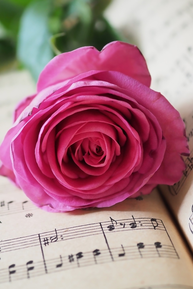 Розовая роза лежит на нотной тетради