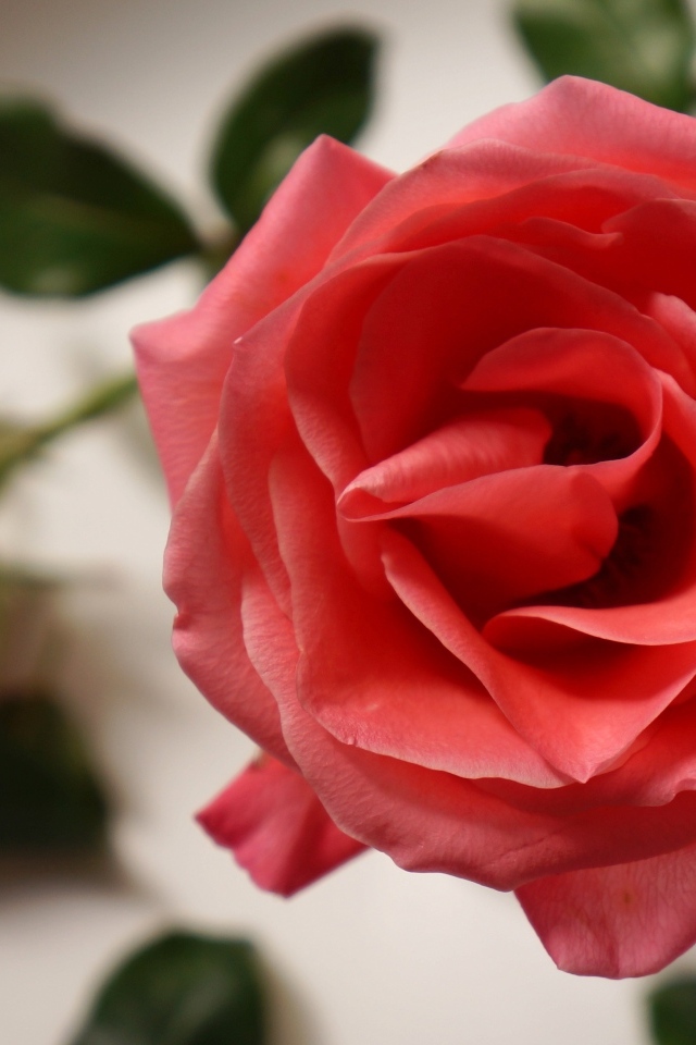 Настоящая роза кремового цвета