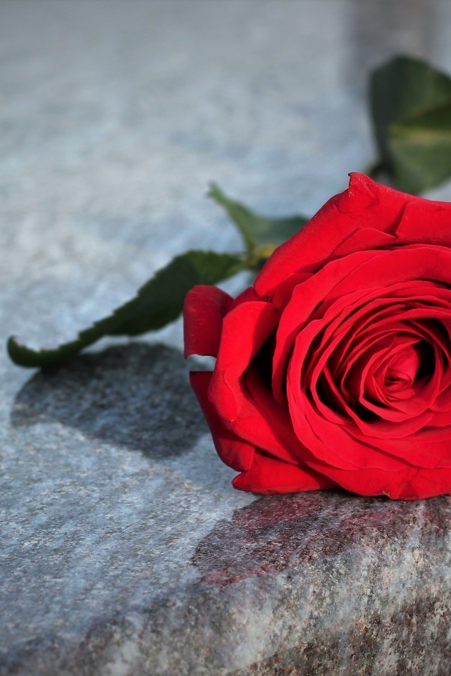 Красная роза лежит на серой гранитной плите