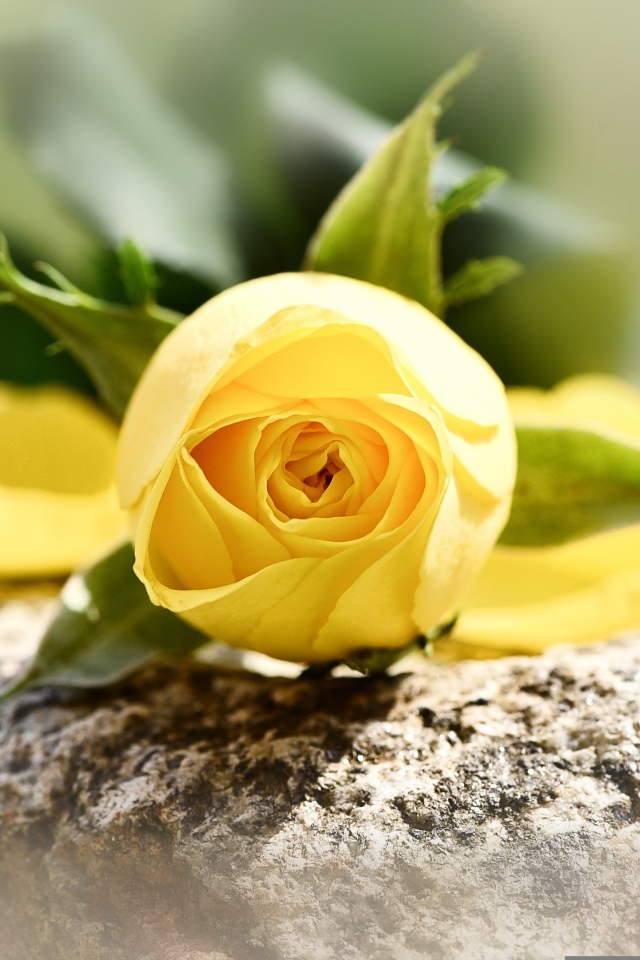 Желтая роза лежит на камне