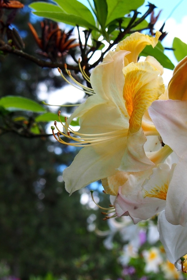 Красивые цветы азалии на ветках