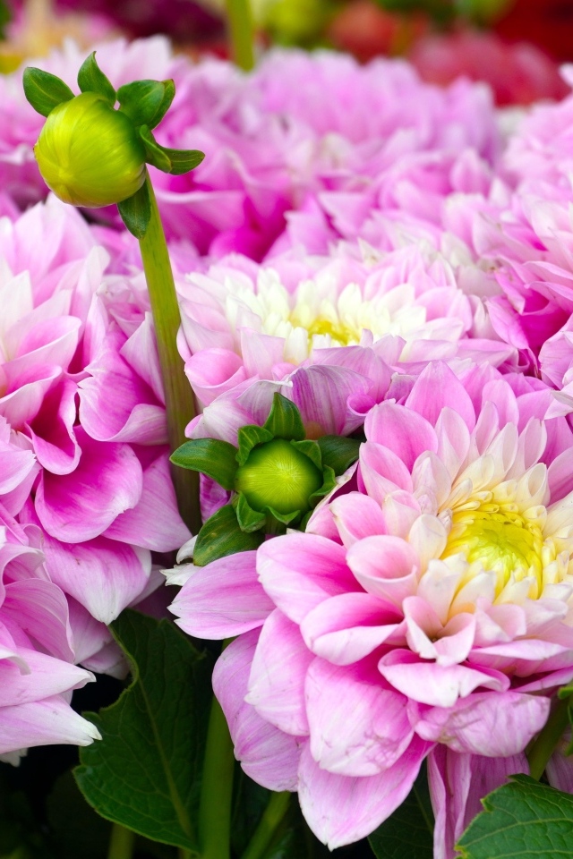 Красивый букет нежных розовых георгин