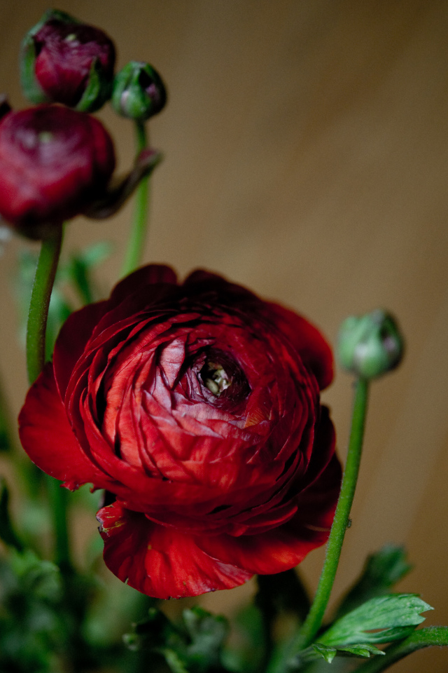 Красивые бордовые лютики с бутонами