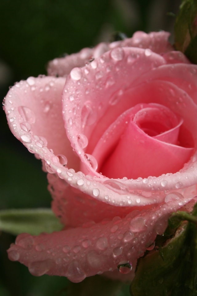 Красивая нежная розовая роза с каплями росы на лепестках