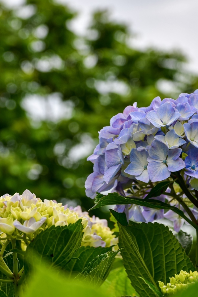 Красивые цветы гортензии распускаются на клумбе