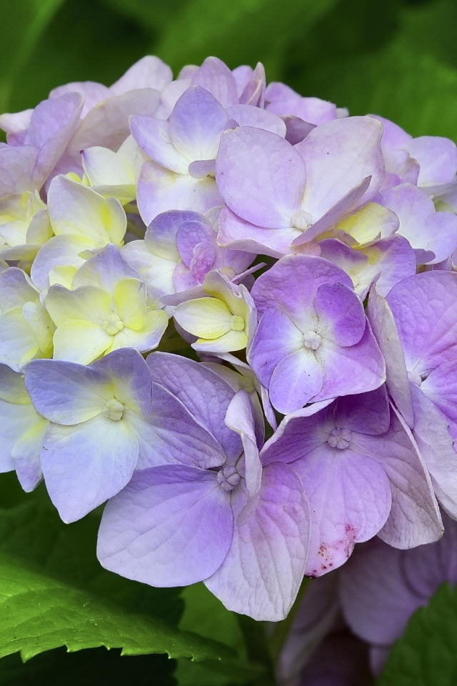 Красивый сиреневый цветок гортензии 