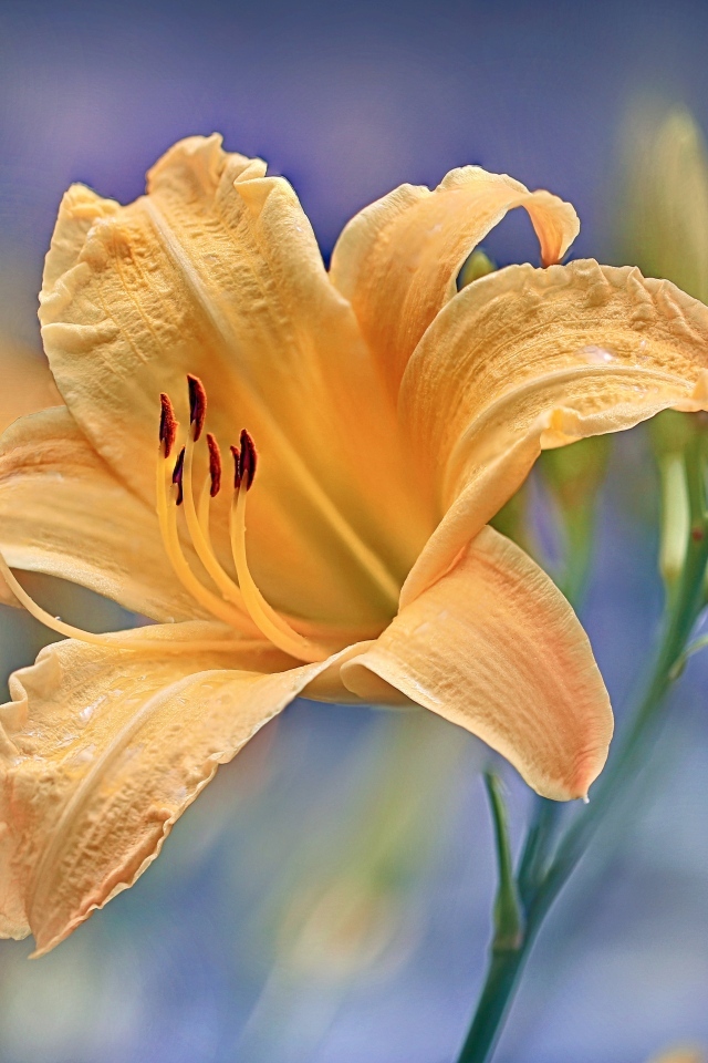 Красивый оранжевый лилейник с бутоном