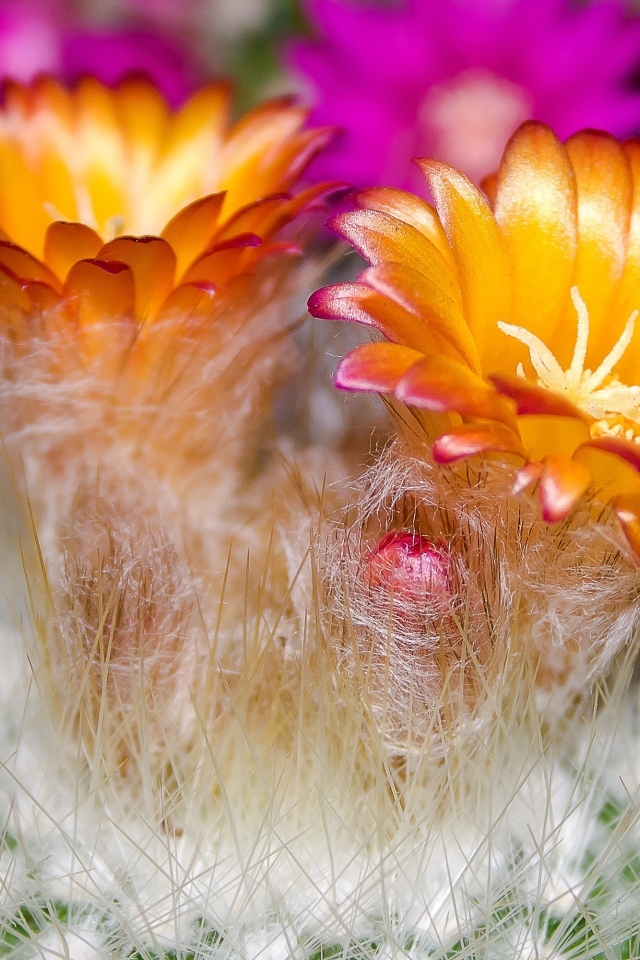 Красивые оранжевые цветы колючего кактуса