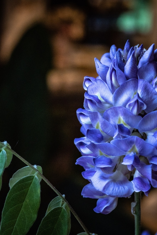 Красивый фиолетовый цветок глицинии