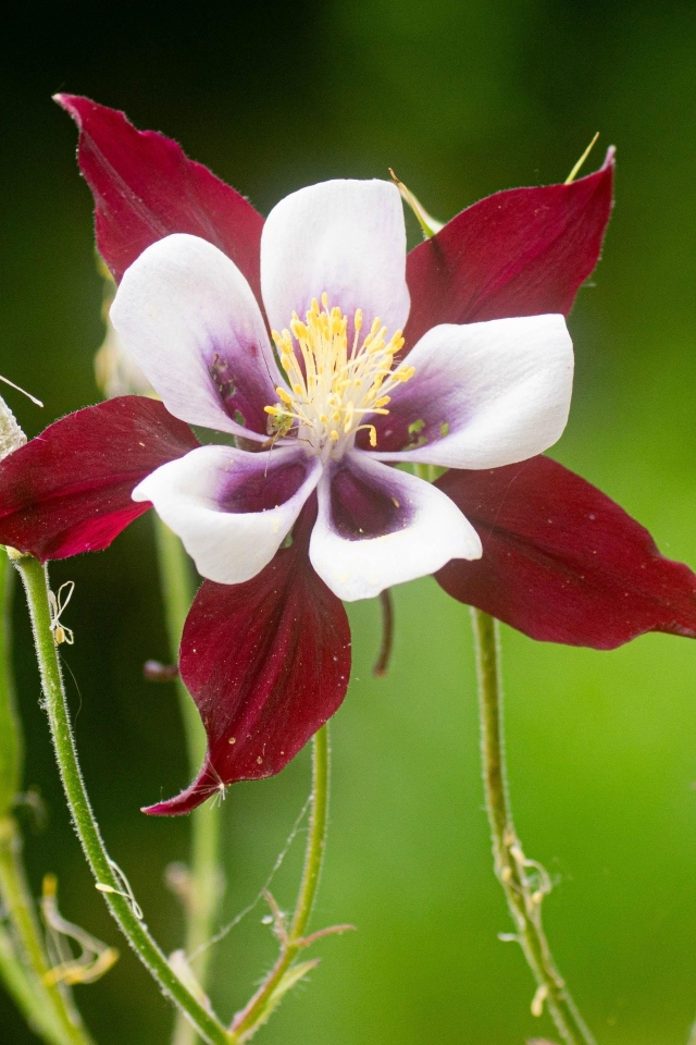Красивый красный цветок водосбор крупным планом