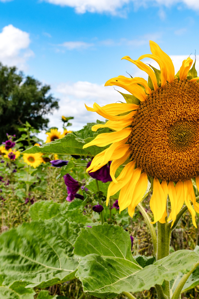 Красивое летнее поле с подсолнухами в лучах солнца