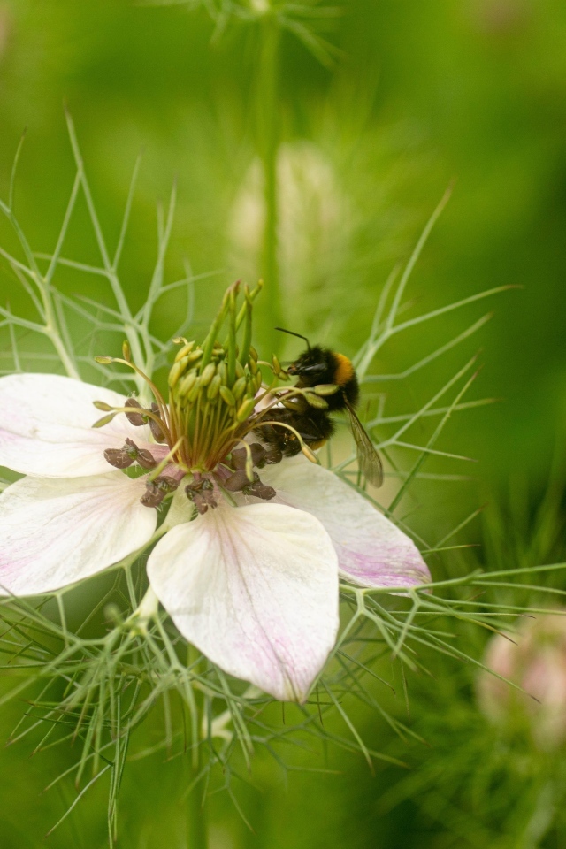 Красивый белый цветок с мелкими листьями