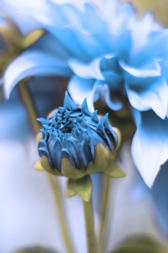 Синие распускающиеся цветы георгина