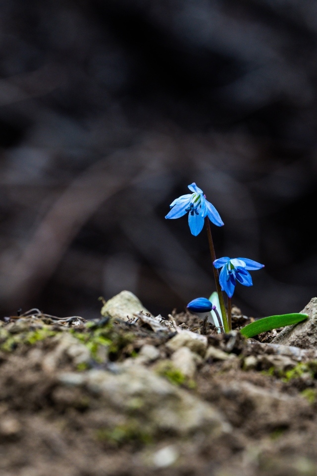 Голубые маленькие весенние цветы пролесок