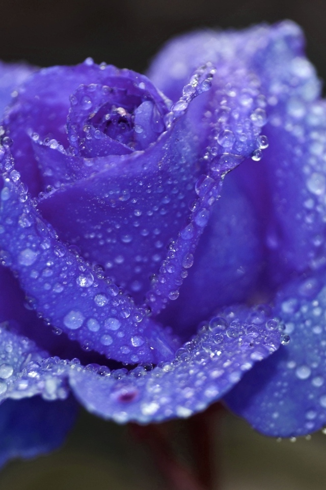 Синяя роза в каплях воды крупным планом