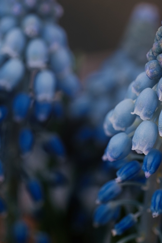 Голубые весенние цветы мускари крупным планом