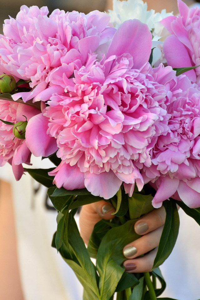 Букет розовых ароматных пионов в руке