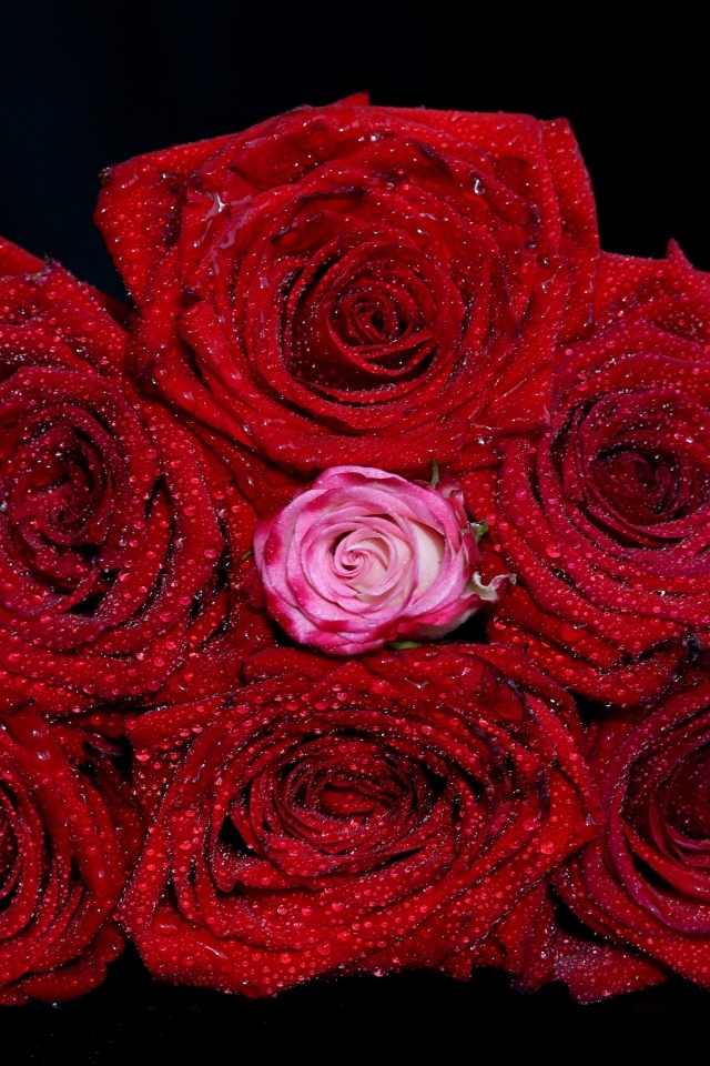 Букет красных роз в каплях воды на черном фоне