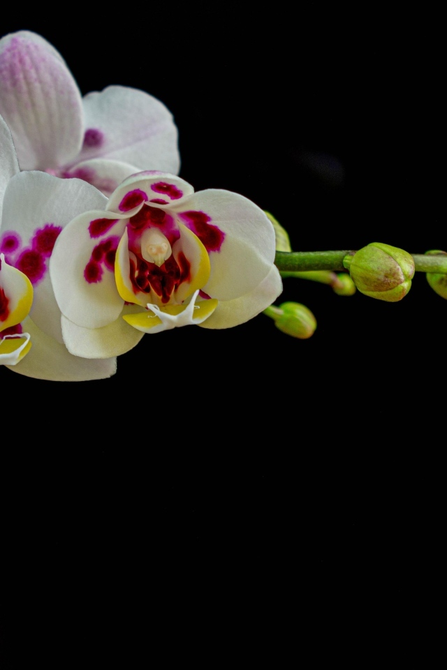 Ветка с необычными цветами орхидеи с бутонами на черном фоне
