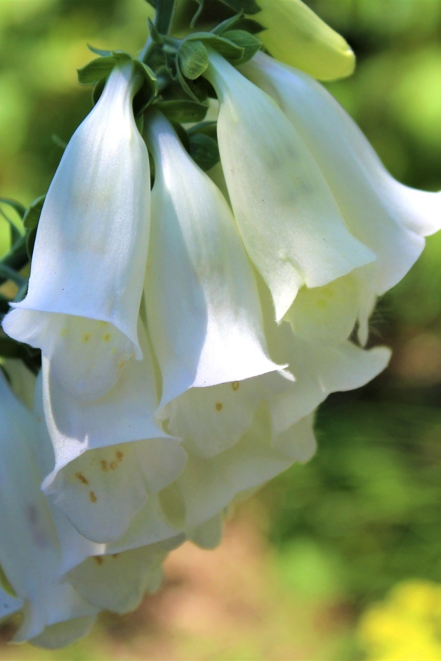 Ветка с белыми цветами колокольчика