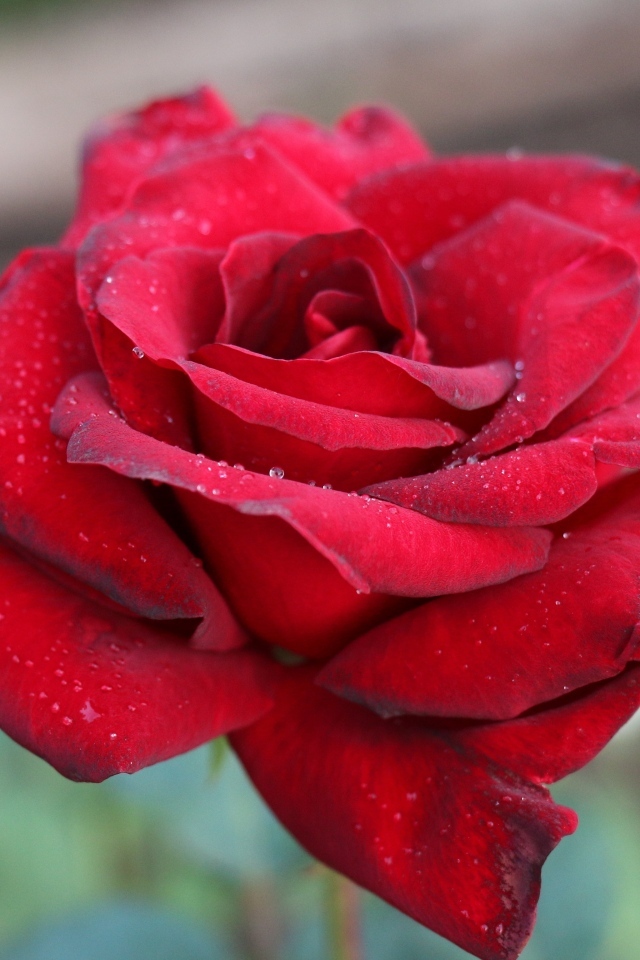 Бордовая чайная роза крупным планом