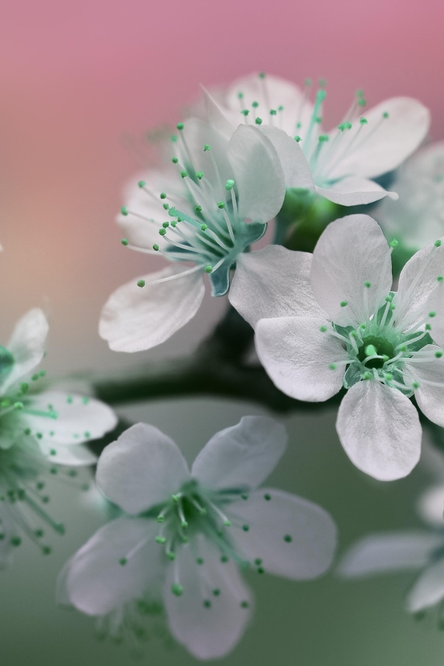 Цветы вишни с белыми лепестками на ветке дерева