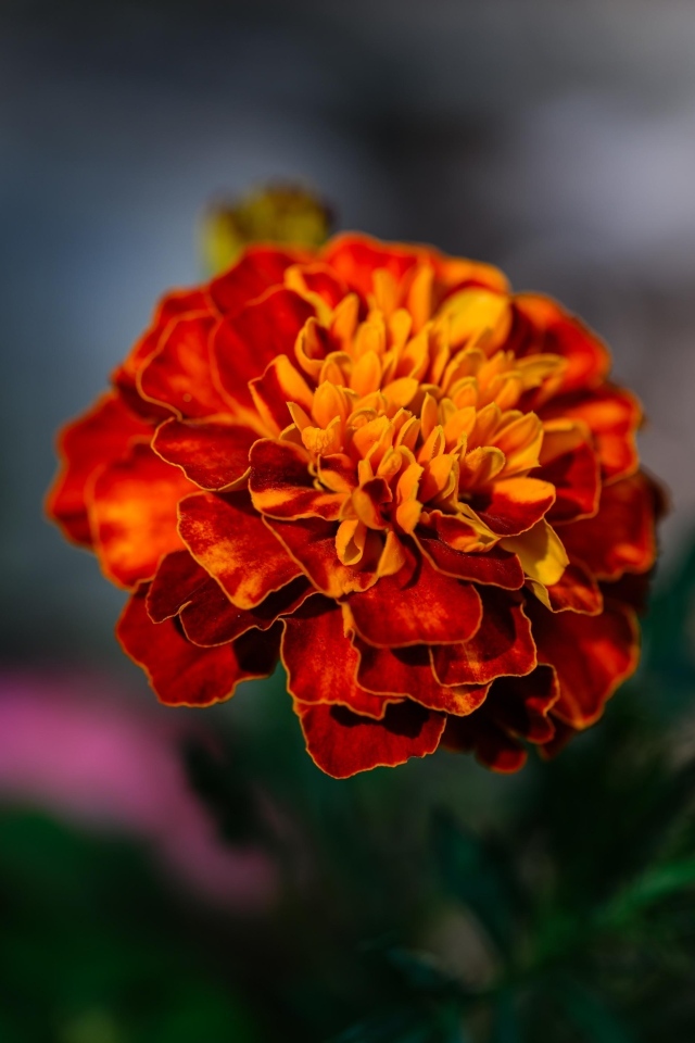 Цветок оранжевого ароматного бархатца крупным планом