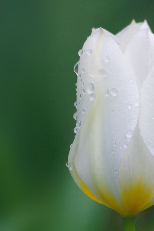 Закрытый цветок тюльпана в каплях воды