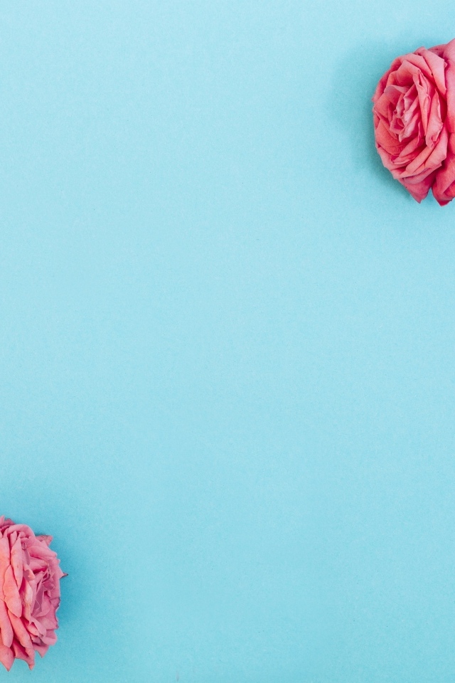 Декор из розовых роз на голубом фоне