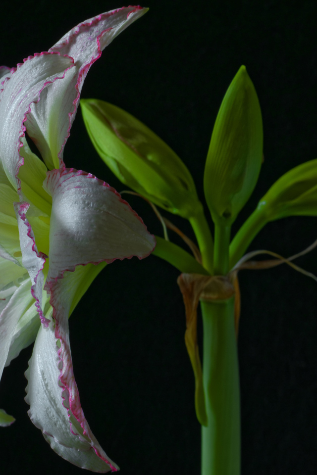 Нежный цветок амариллиса на черном фоне