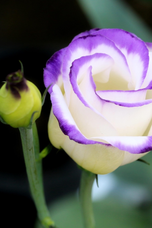 Нежный цветок эустомы с бутоном крупным планом