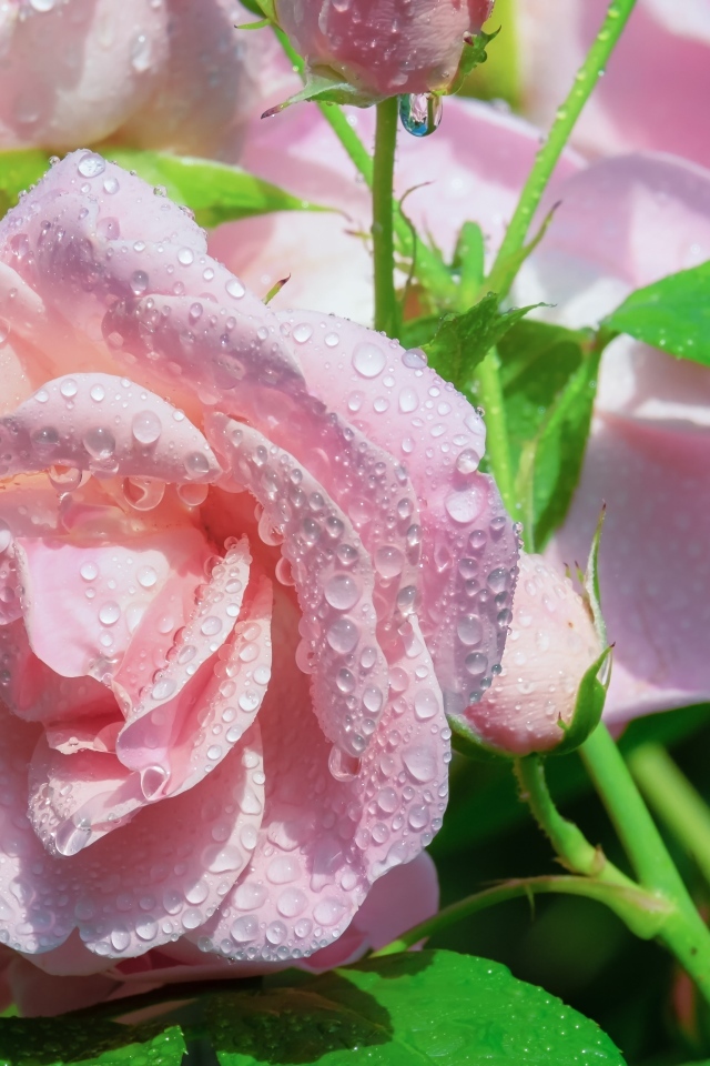 Нежные розовые розы в каплях воды на клумбе