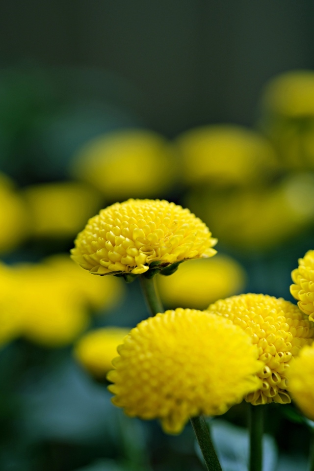 Нежные желтые хризантемы крупным планом