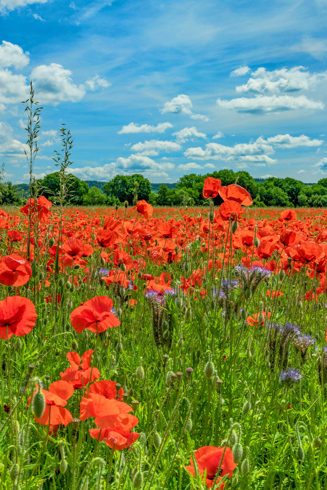 Поле с красными маками под голубым летним небом