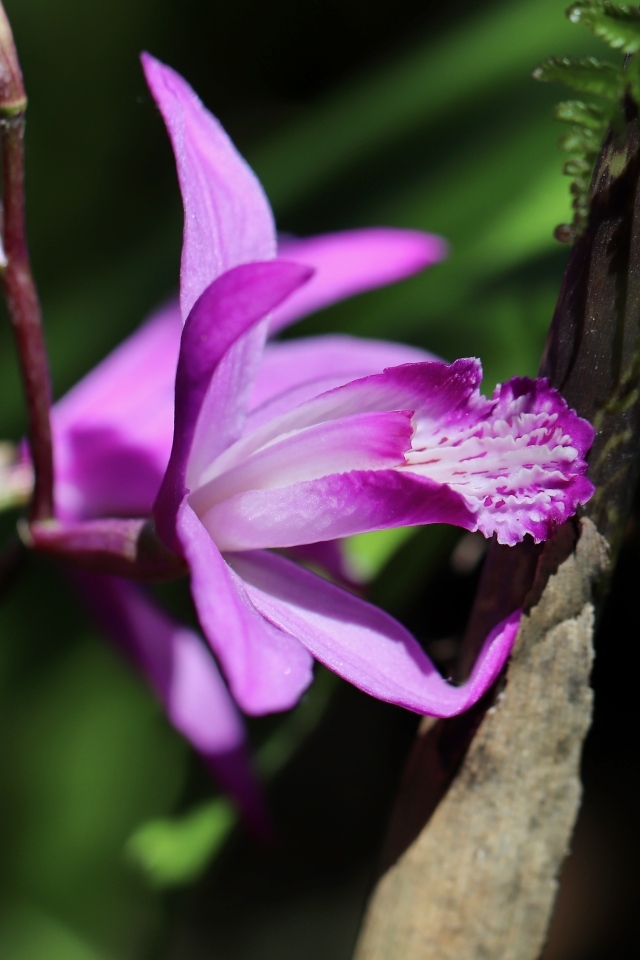 Цветок розовой нежной орхидеи