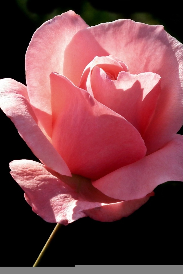 Ароматная красивая розовая роза на черном фоне