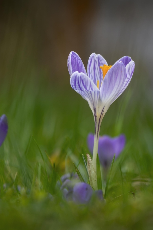 Свежие полевые крокусы весной