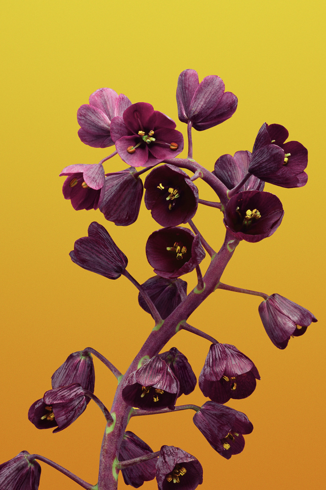 Цветы рябчика на желтом фоне