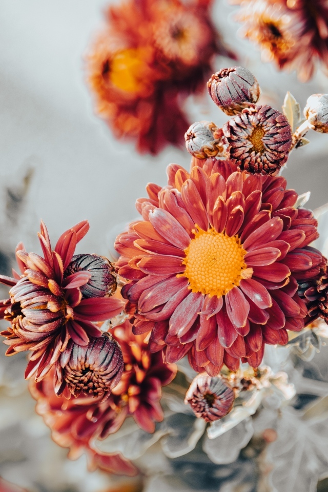 Заморозки на оранжевых лепестках садовой хризантемы