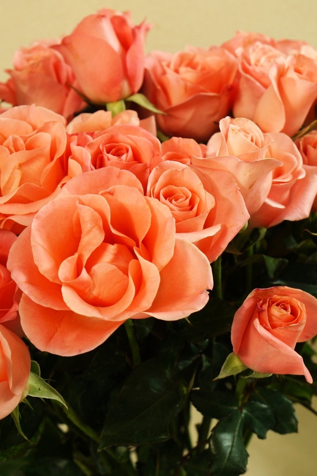 Огромный букет оранжевых роз крупным планом
