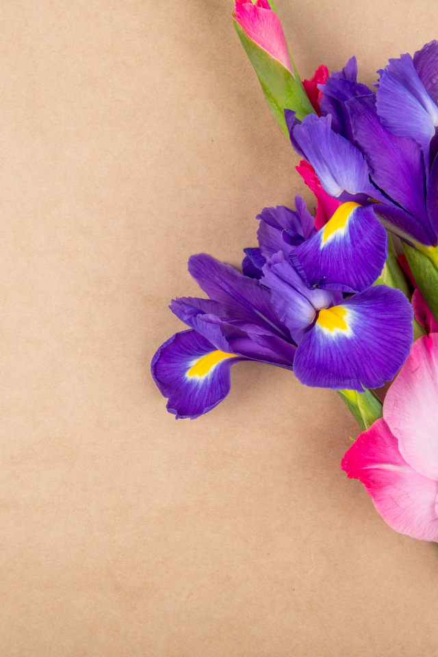 Цветы ириса с розовым гладиолусом