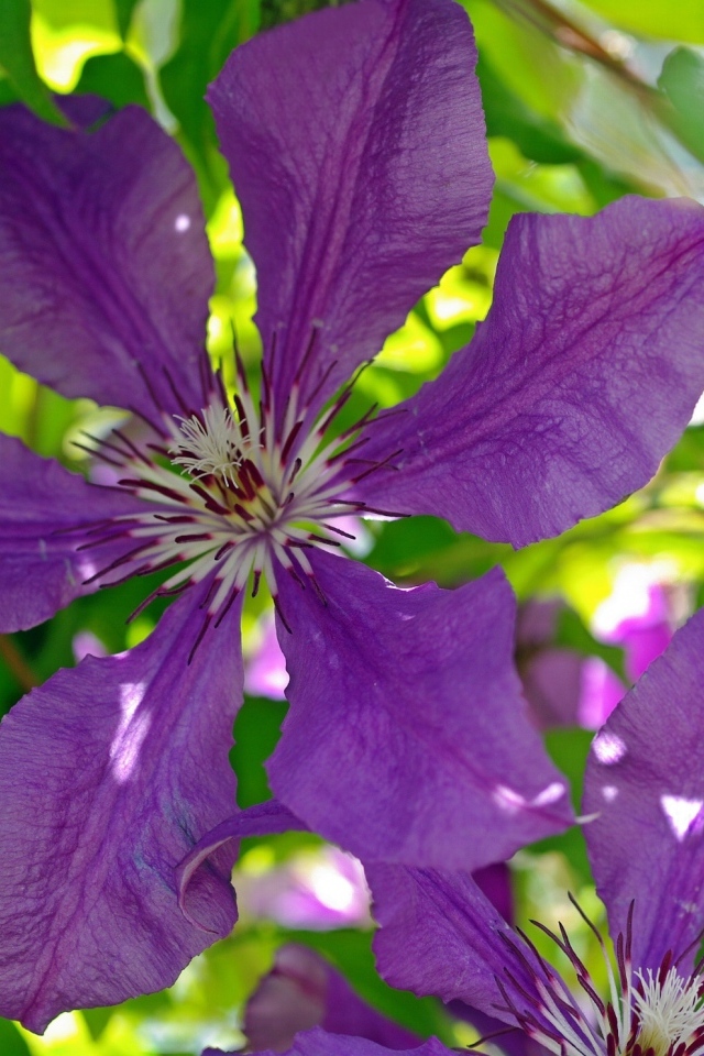 Большие фиолетовые цветы клематиса крупным планом