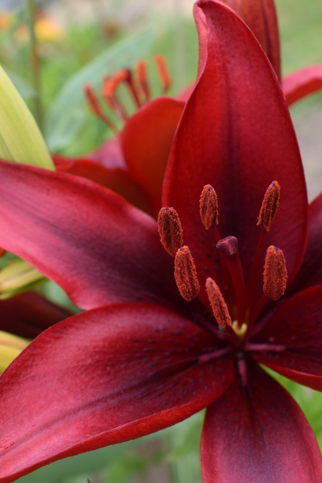 Большие красные лилии с бутонами на клумбе